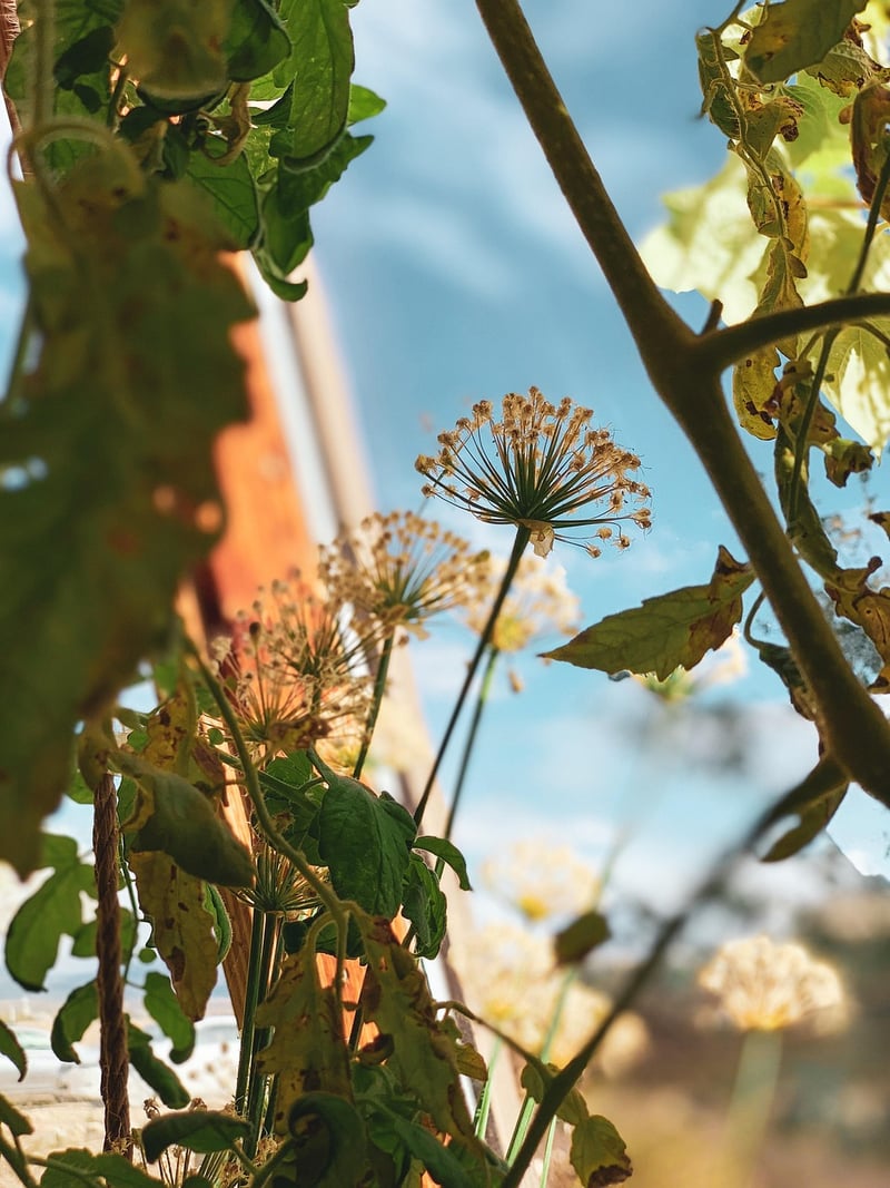 Botanical Garlands